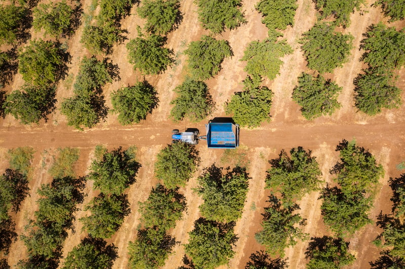 tractor in almond orchard