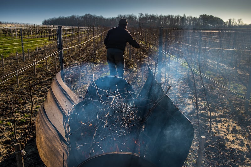 vineyard burning