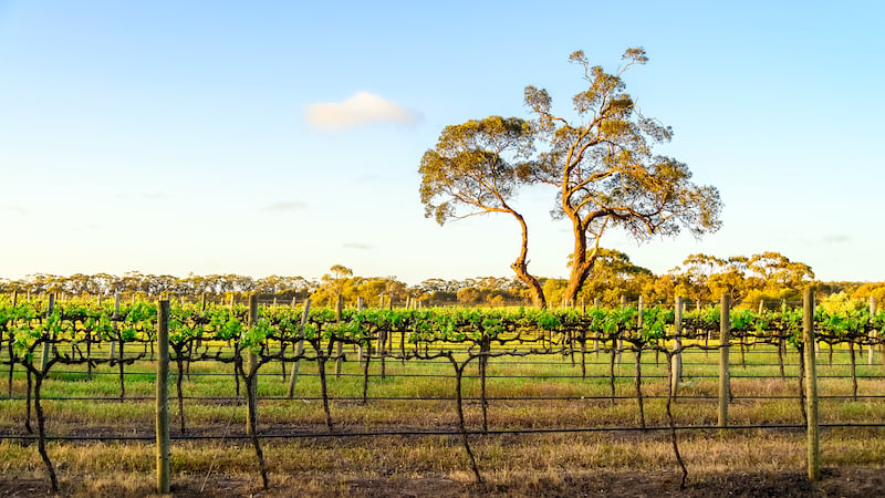 vineyard rows South Australia