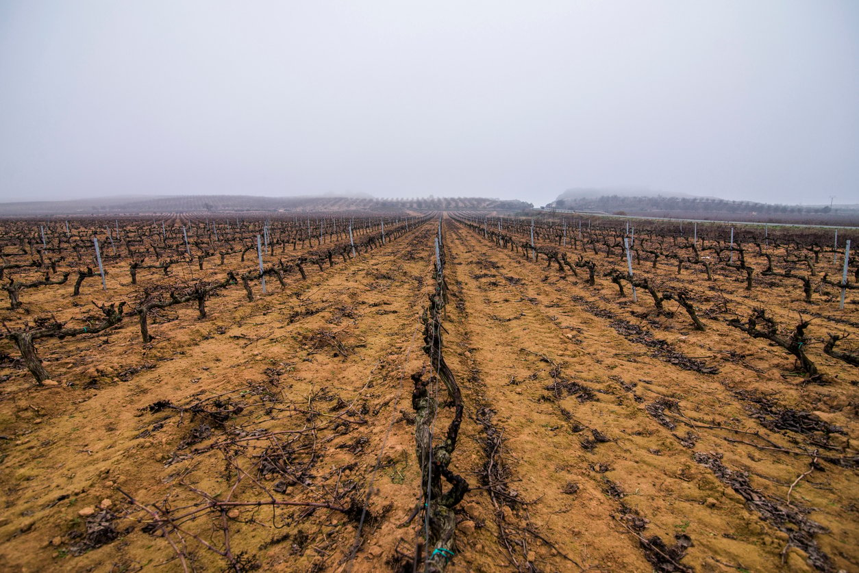 vineyard rows dry winter