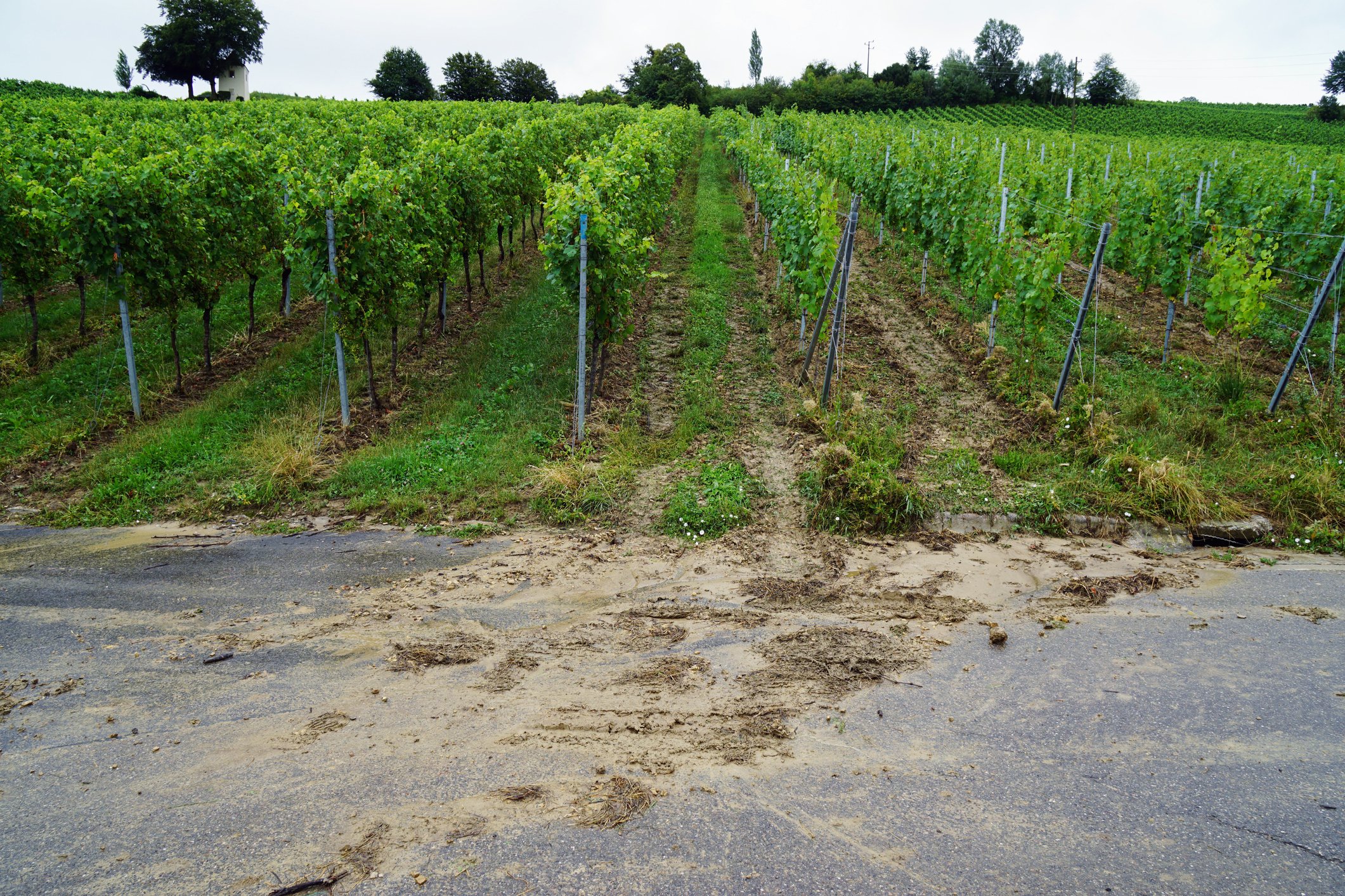 vineyard_erosion