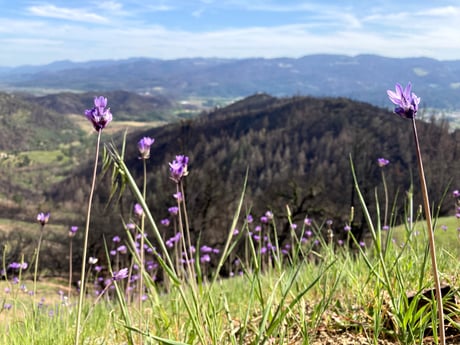 wildflowers bloom in Glass Fire burn zone