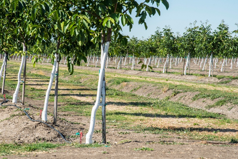 young walnut trees 800x534