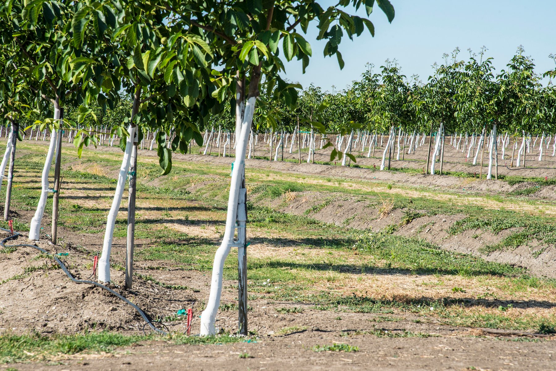 young walnut trees