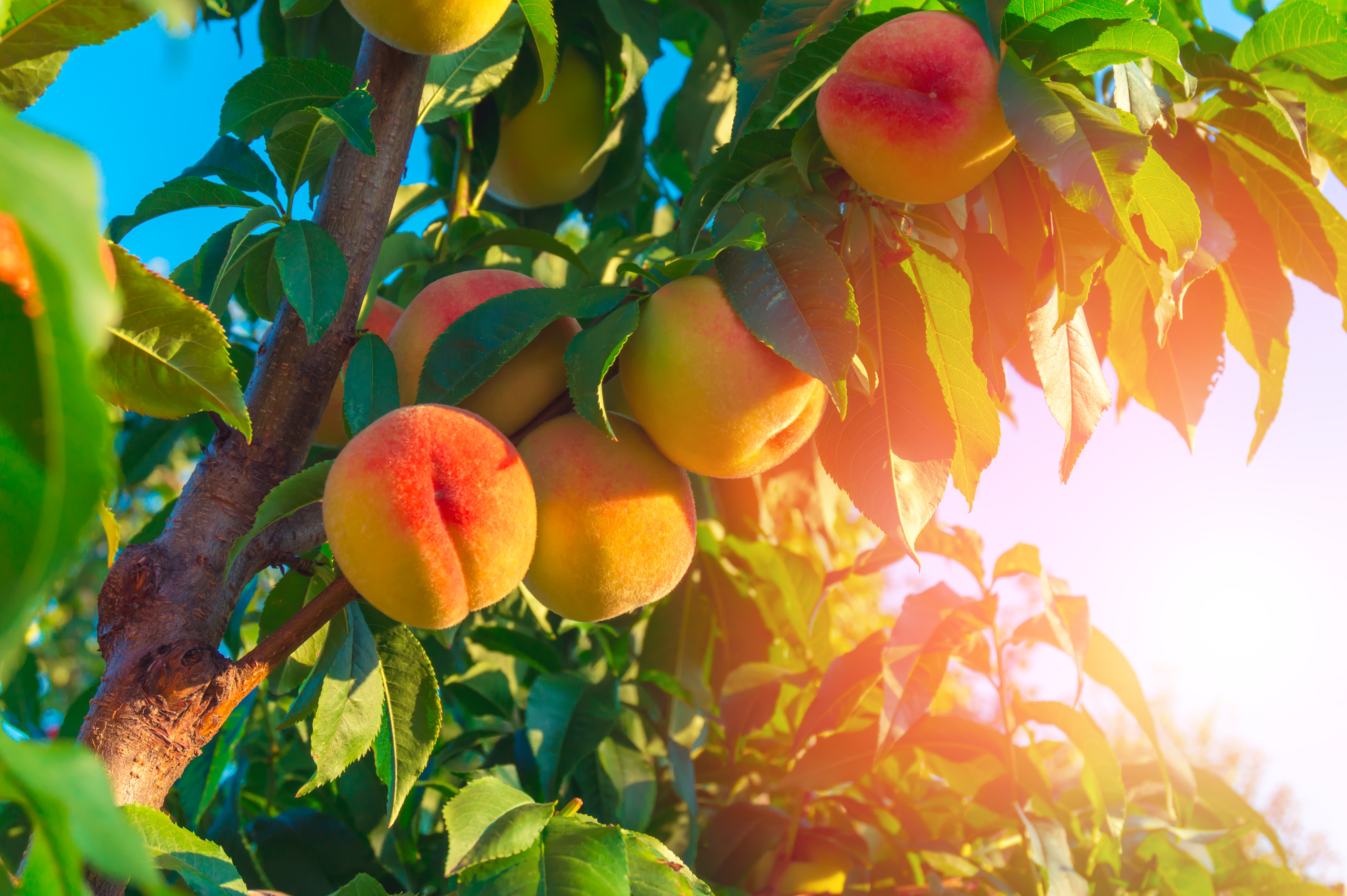 AdobeStock_167610723-peaches