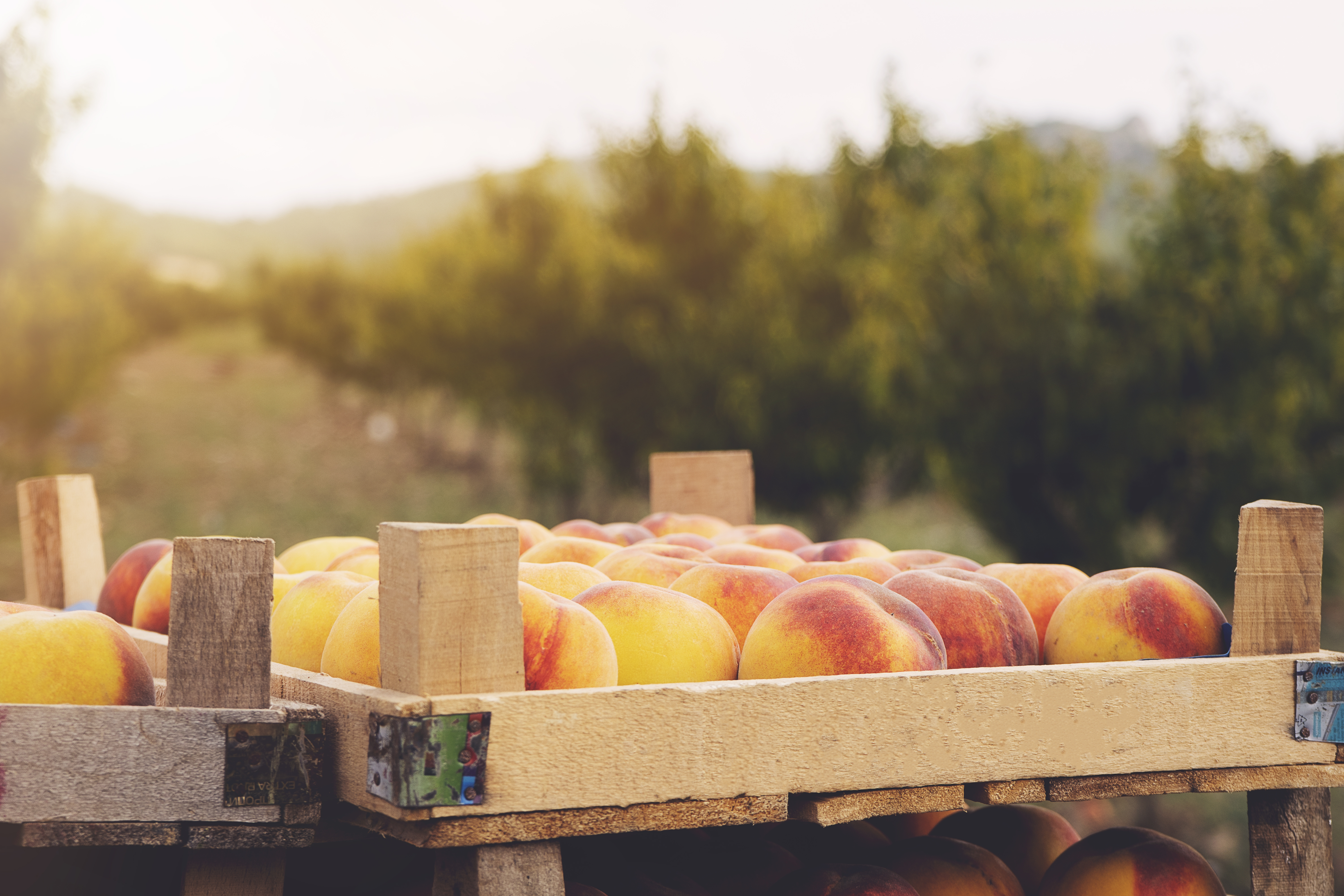 AdobeStock_290835413-peach box