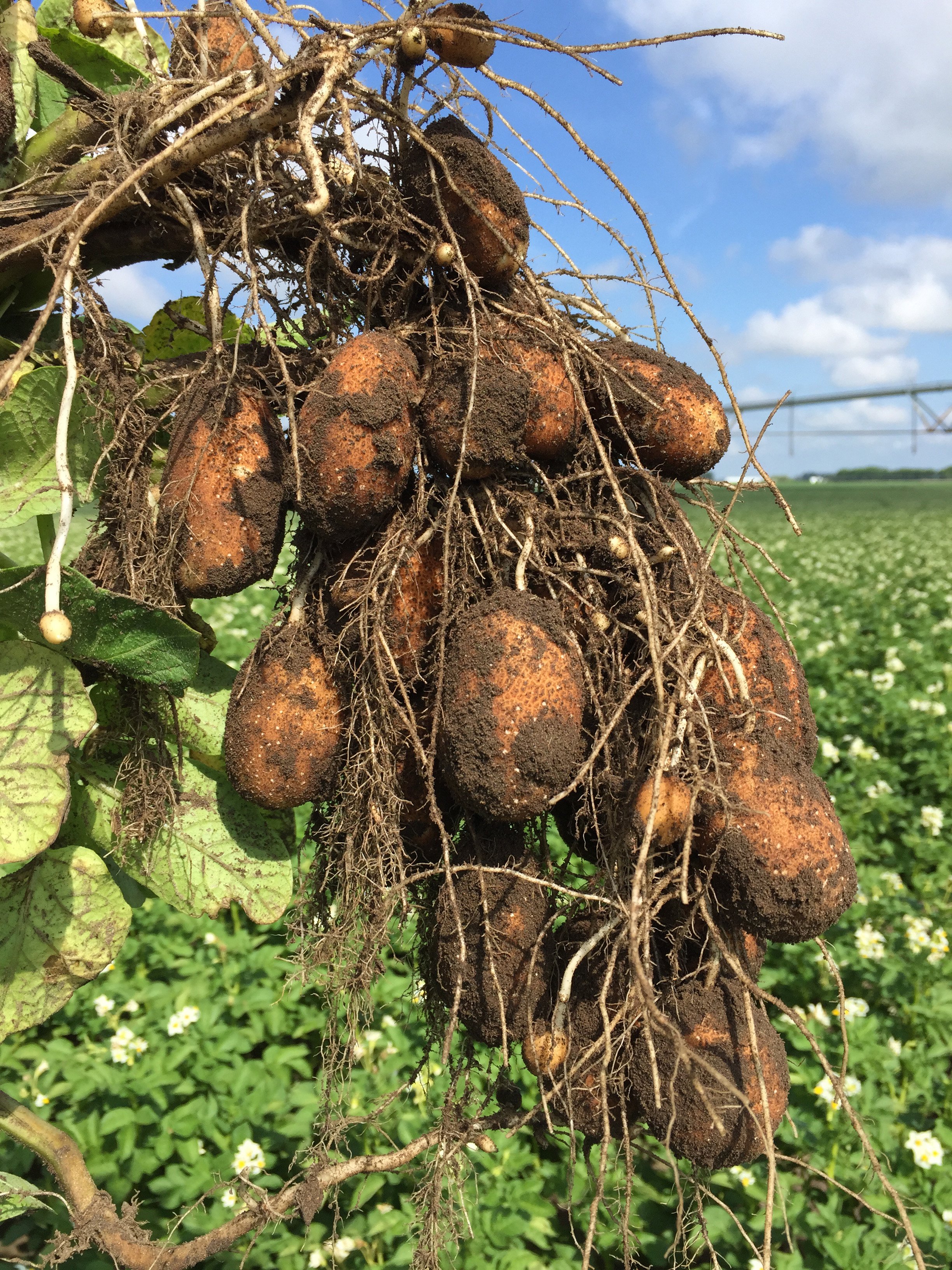 Potato tubers on vine 2-3