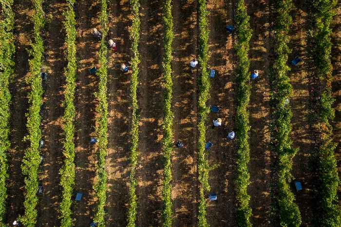 aerial view of vineyard workers email header