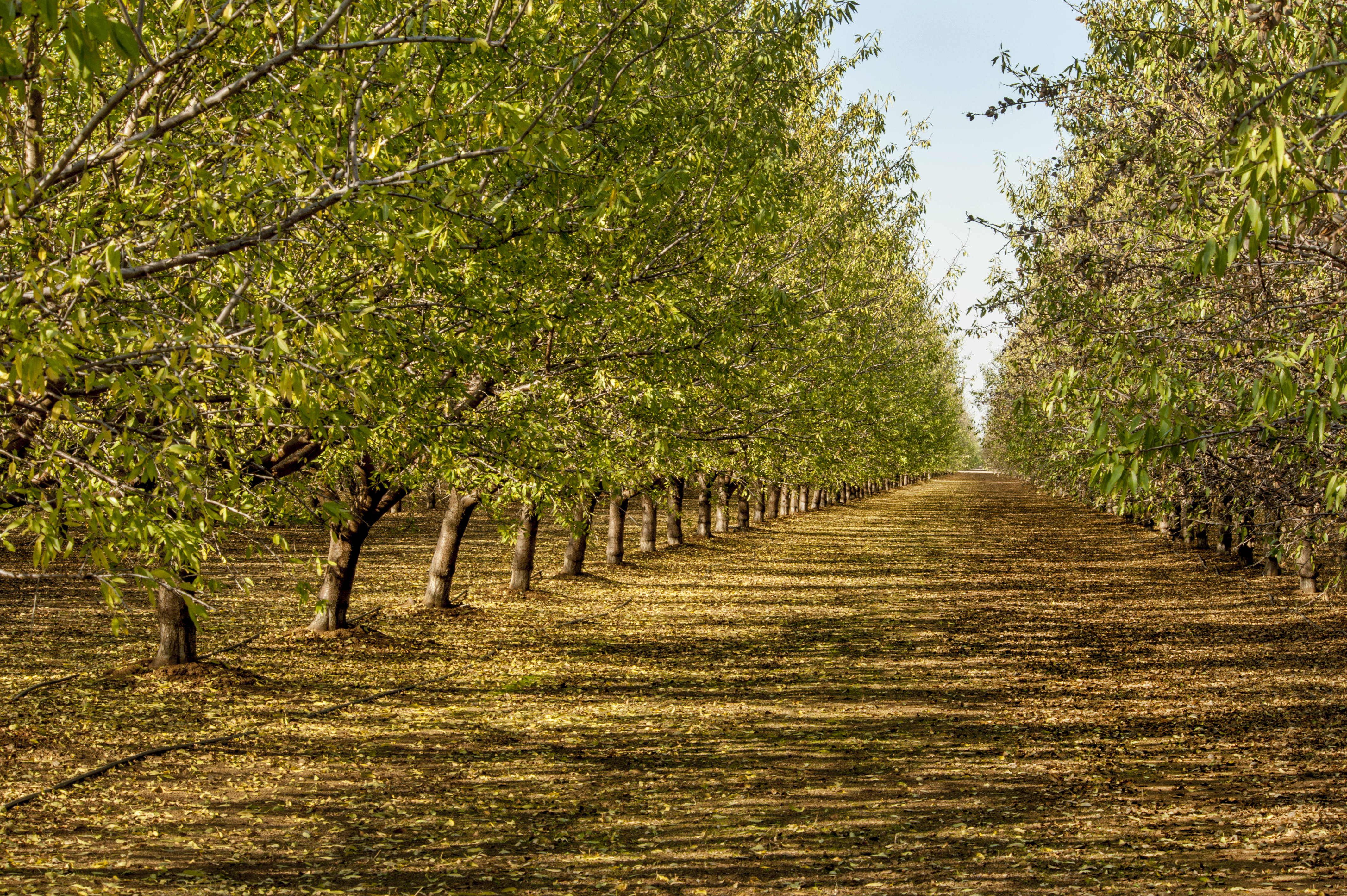 almond_orchard_green