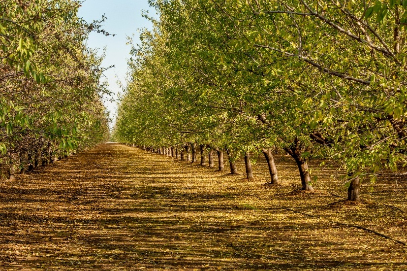 Almond orchard