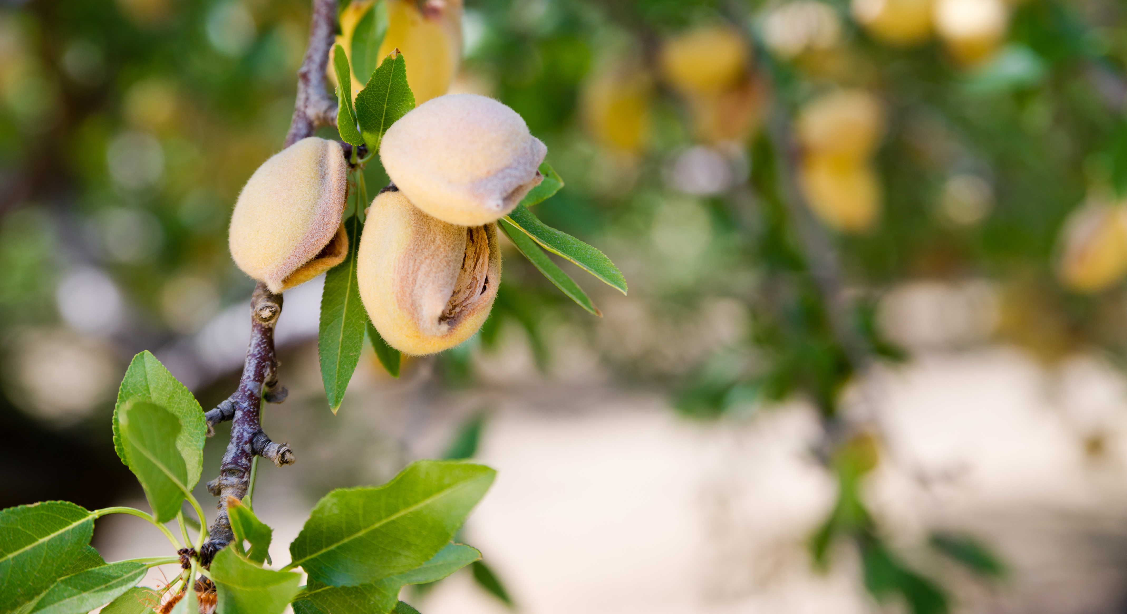 almonds_on_tree