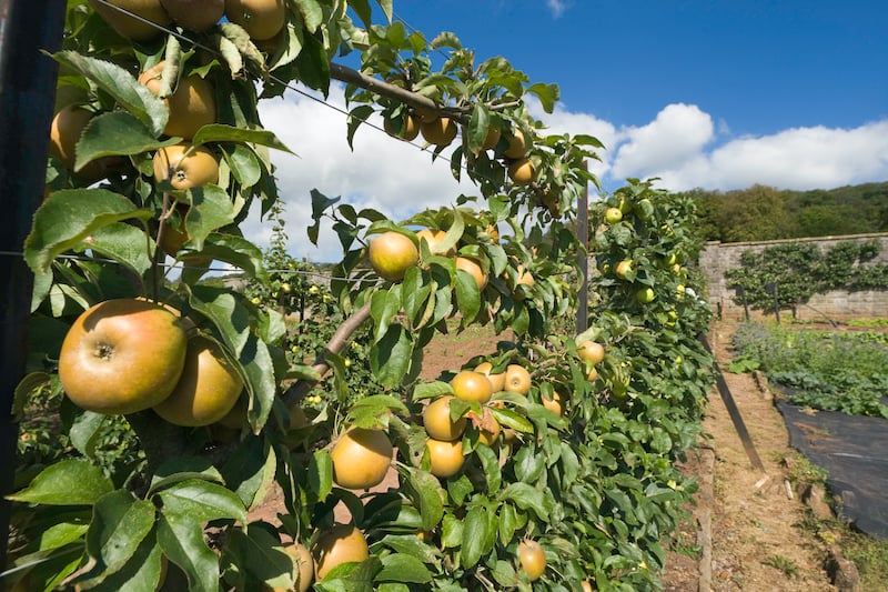 apples on espalier