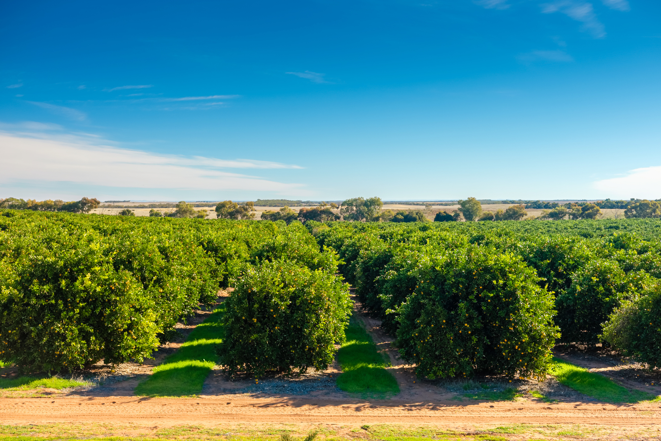 citrus grove South Australia