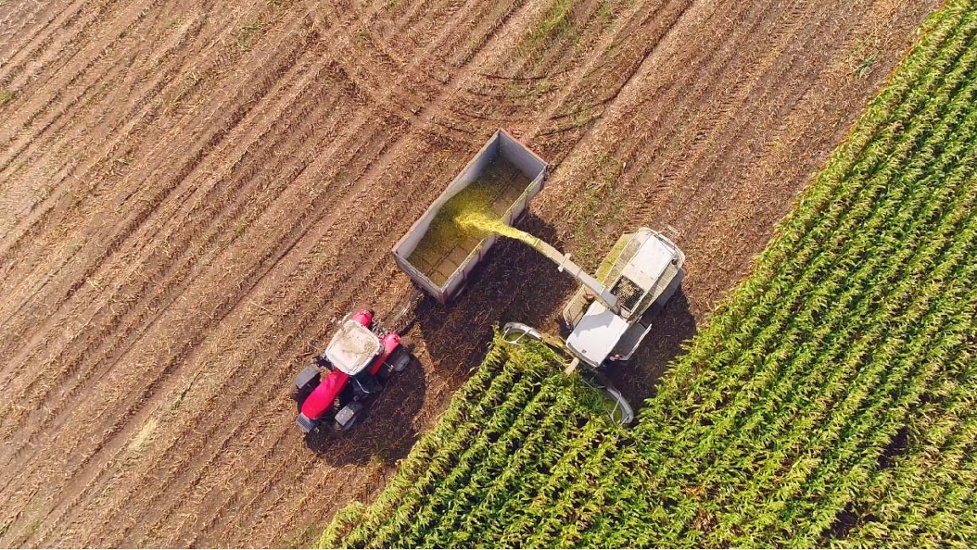 Corn harvesting