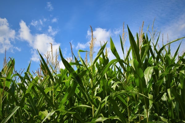 cornfield-1