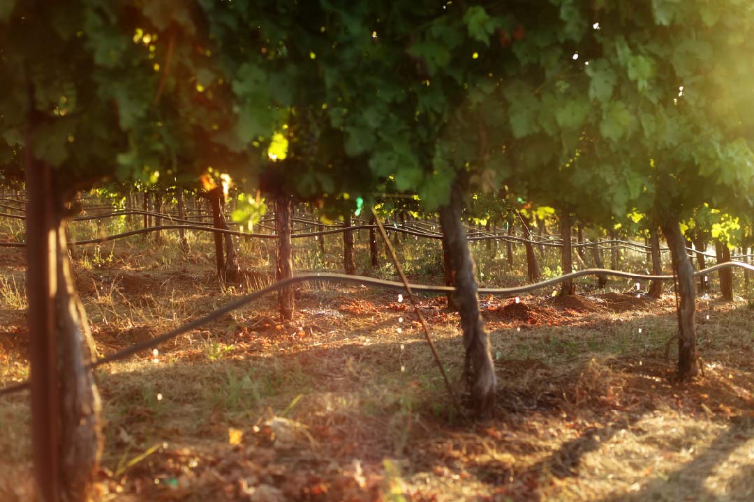drip_irrigation_vineyard-1