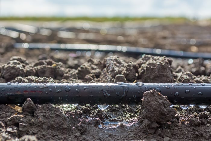 drip line in soil