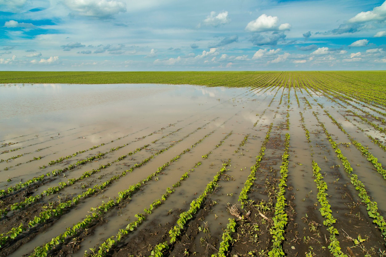 flooded soybean field