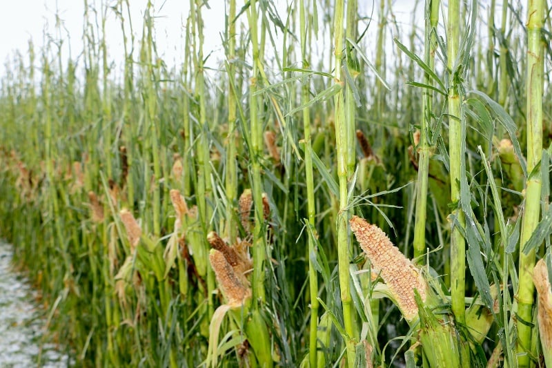 hail-damaged corn