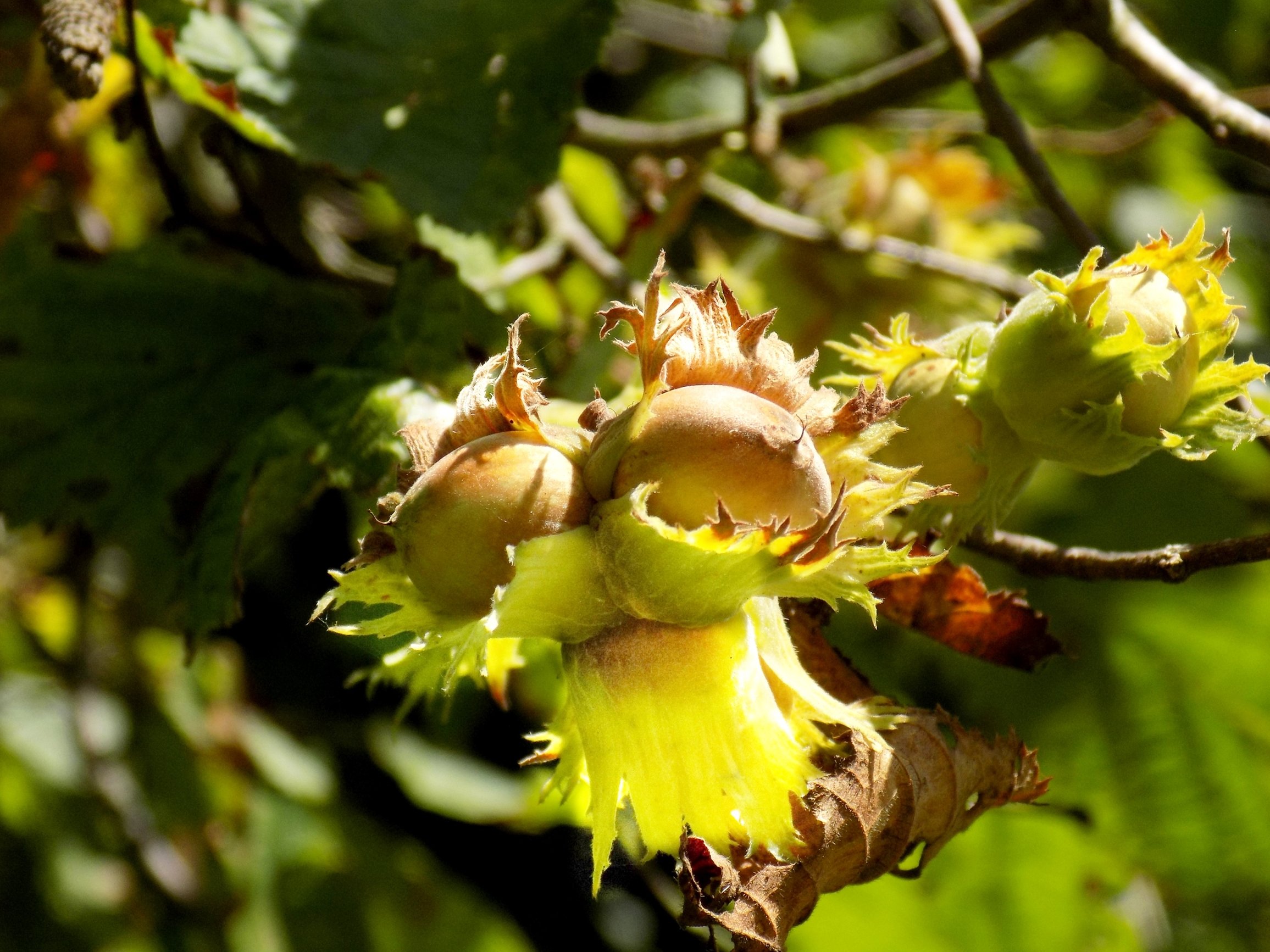 hazelnuts on tree