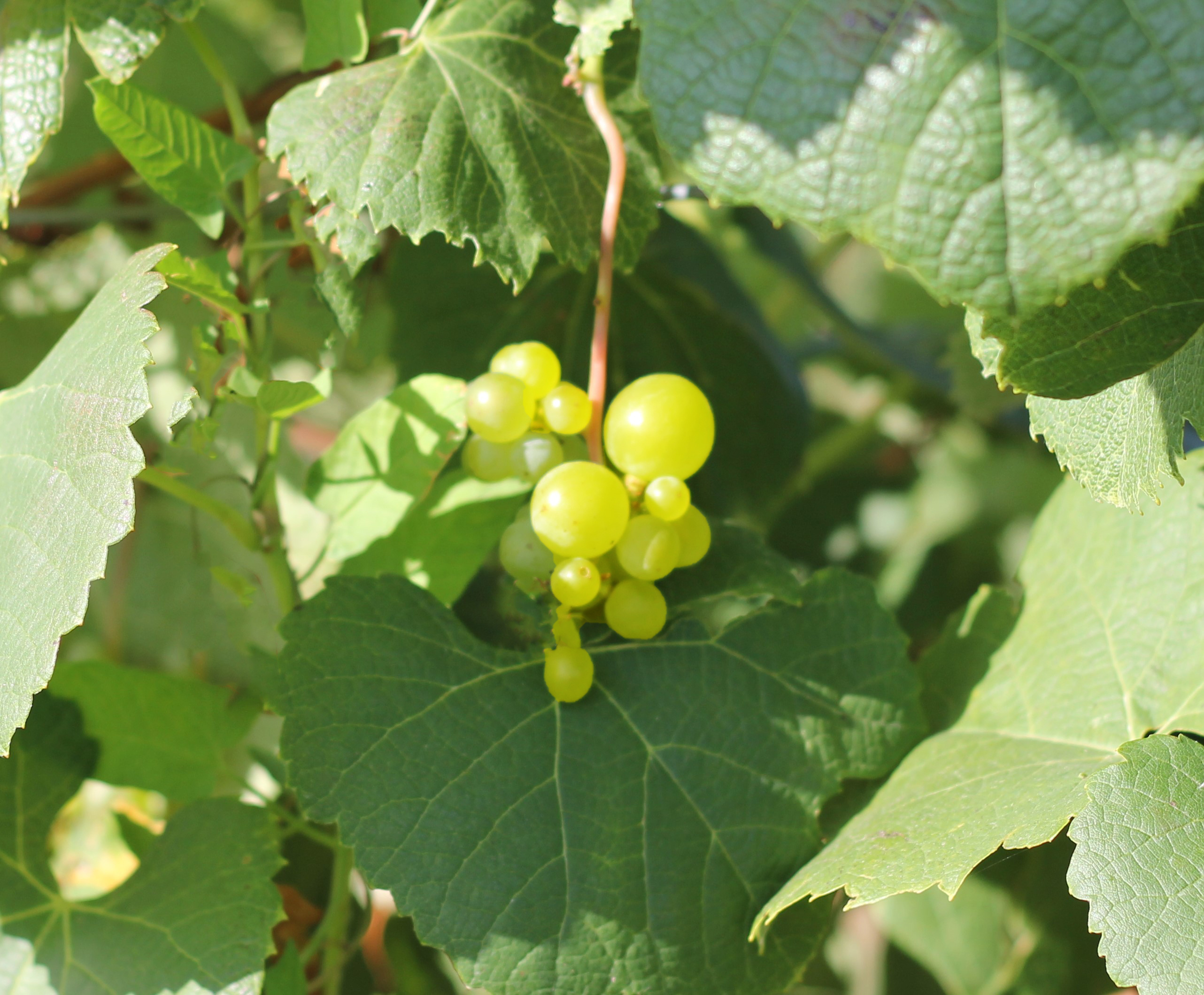 non-uniform grapes. jpg