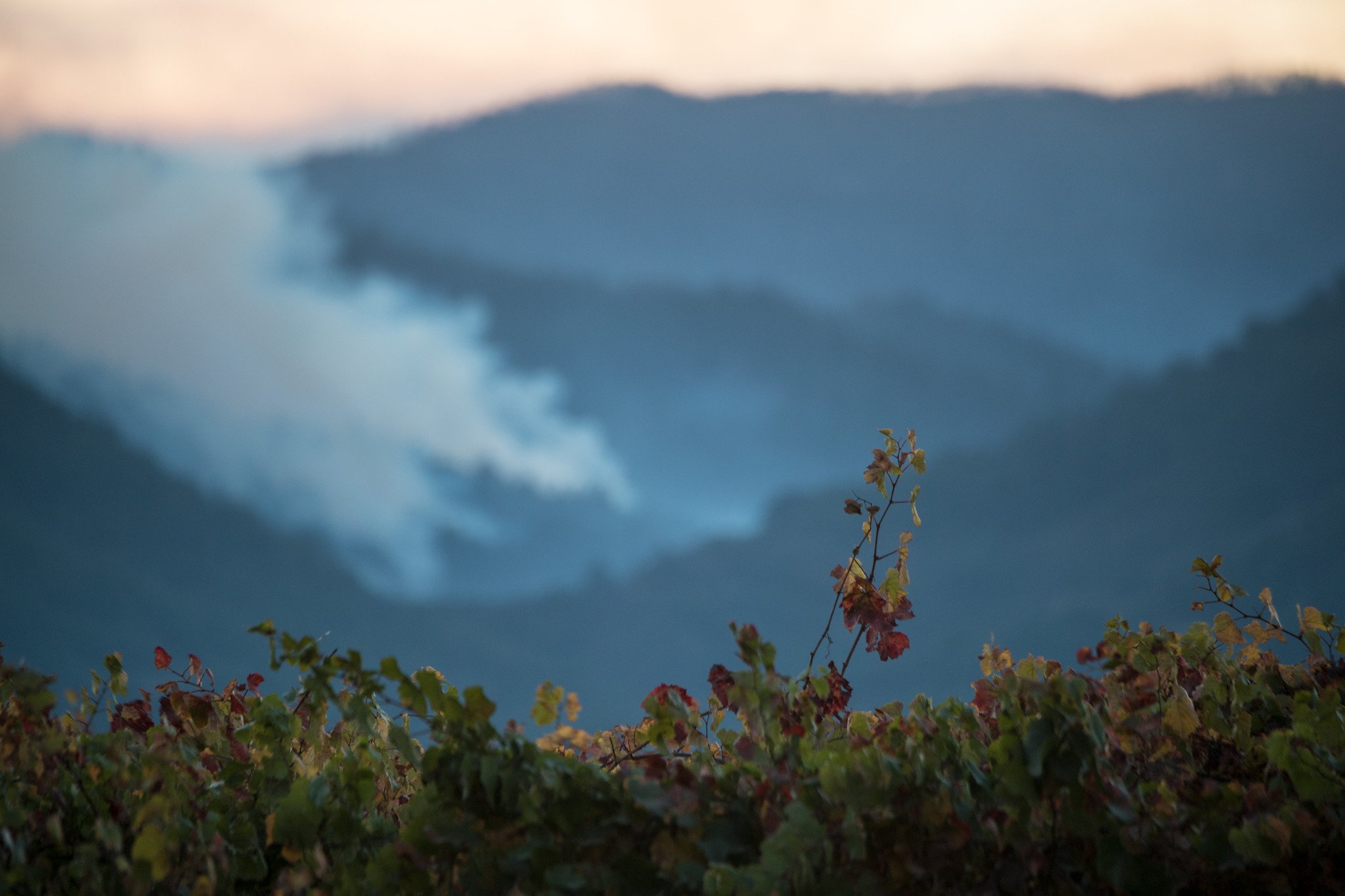 Smoke rises in a valley behind a vineyard