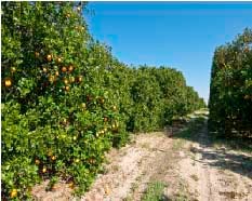 orange grove sand soil Florida-1