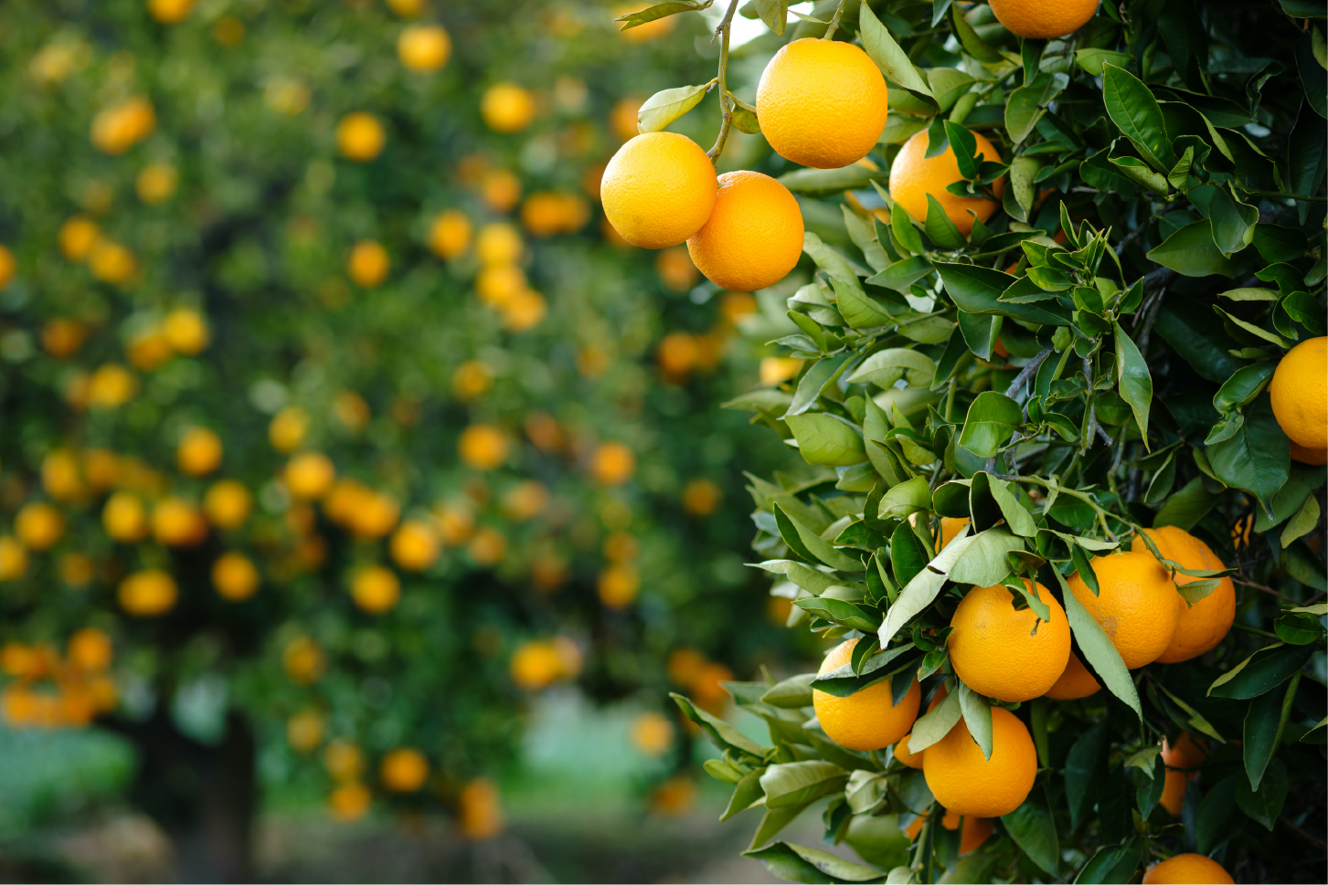 orange trees