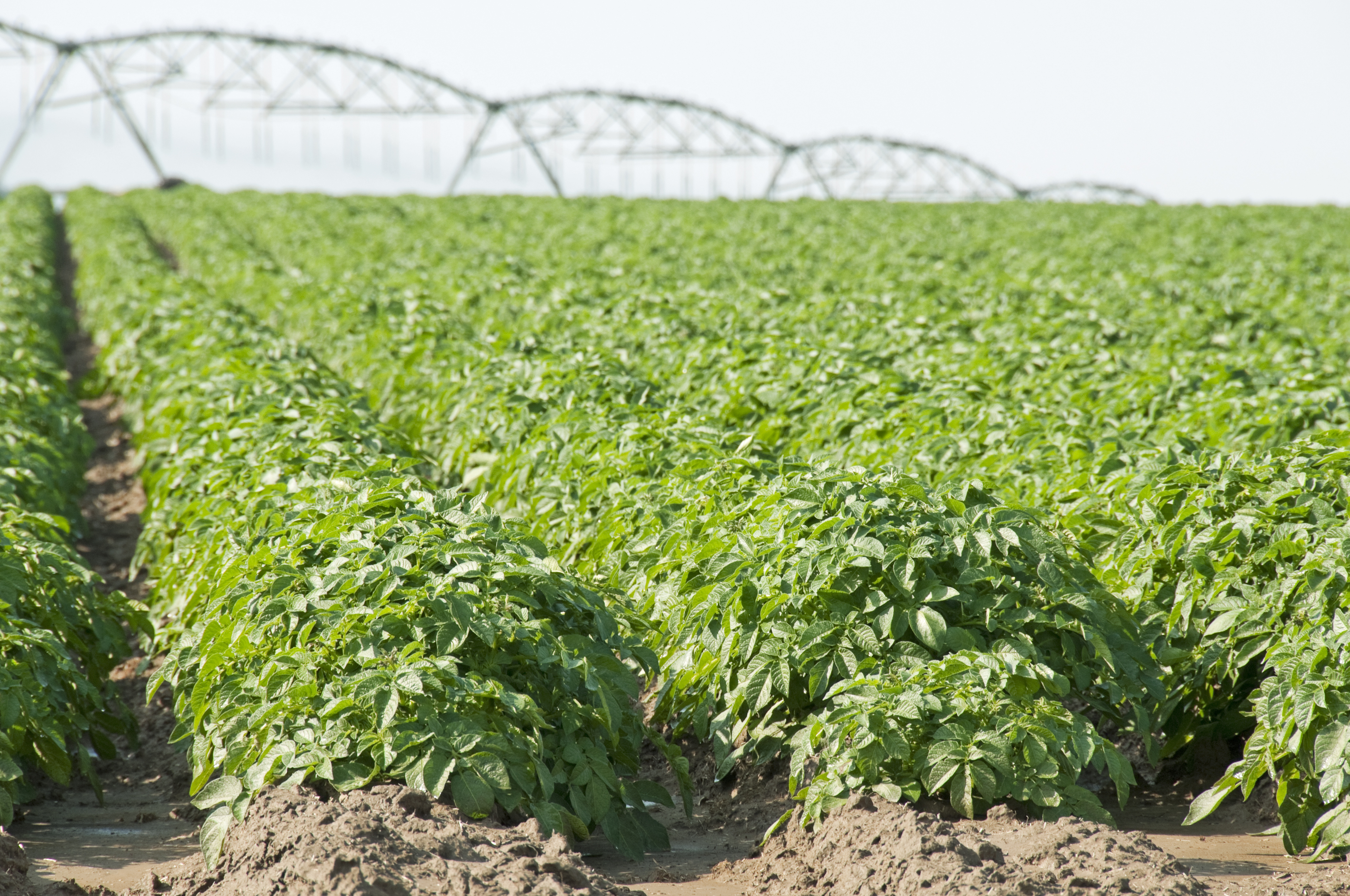 potato_irrigation (1)