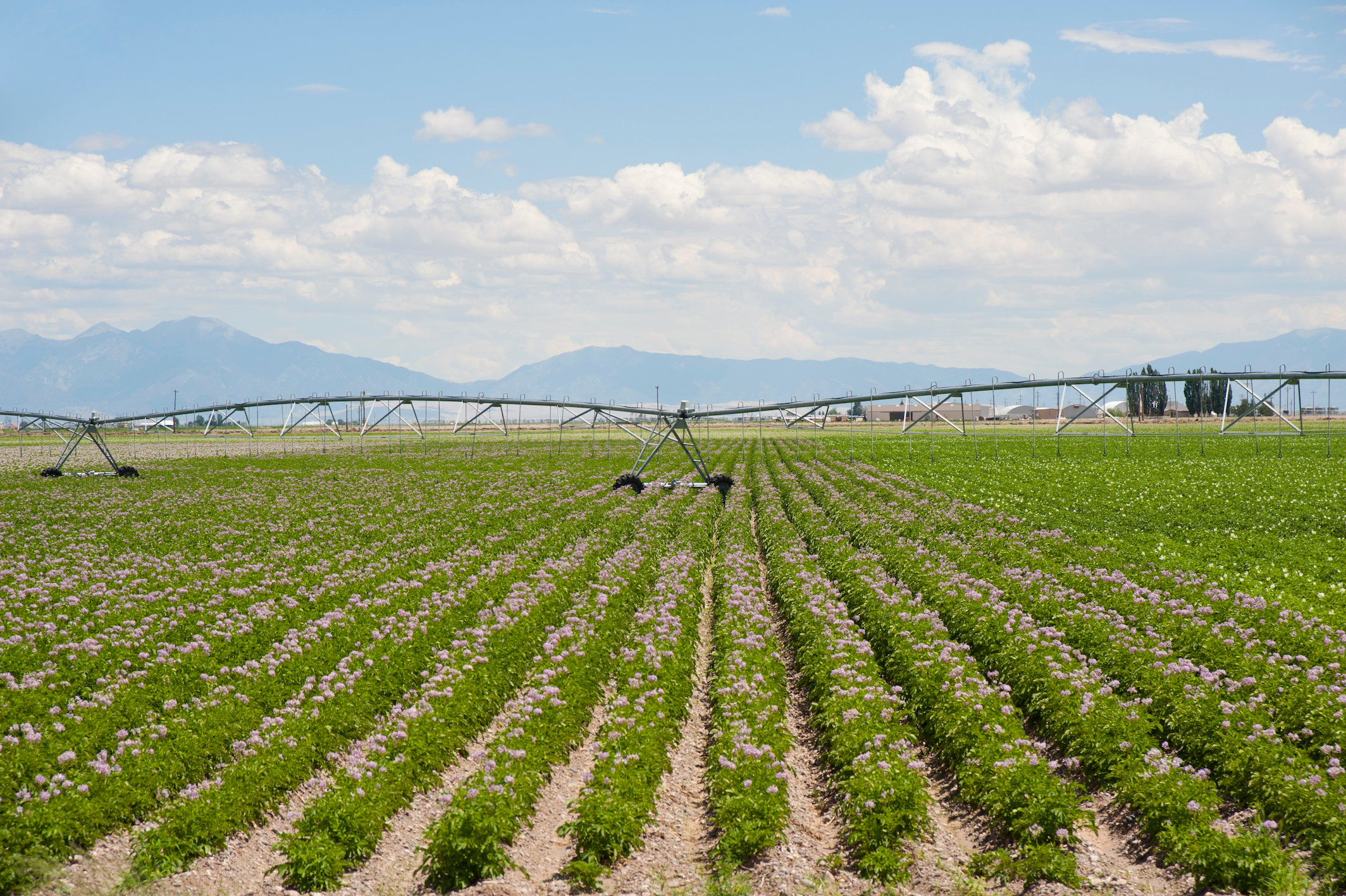 potato_irrigation_small