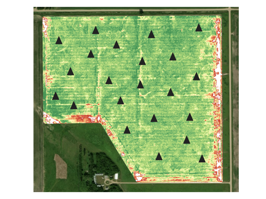 Sampling map for a cornfield