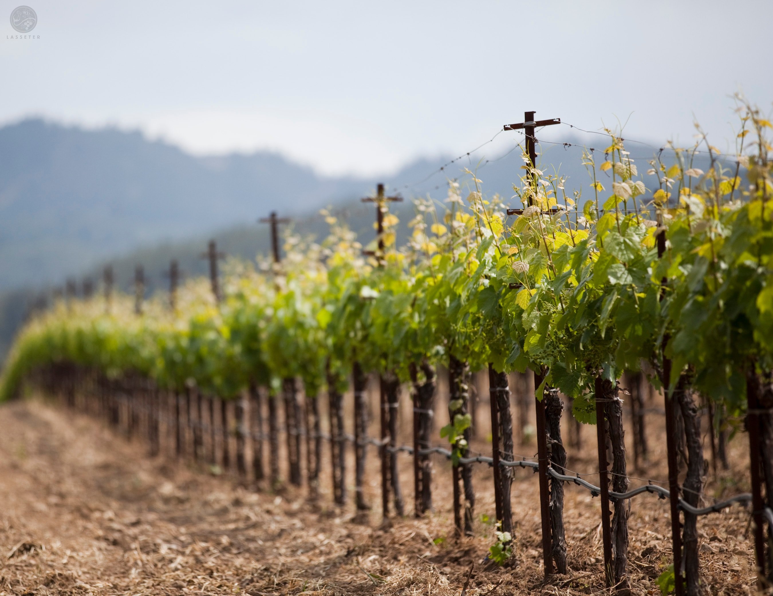 sonoma_vineyard