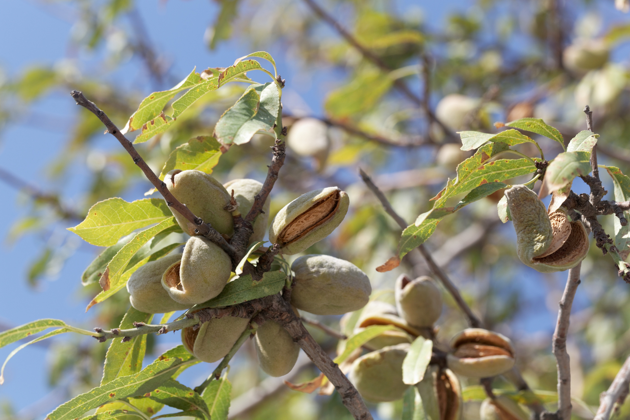 stressed_almonds