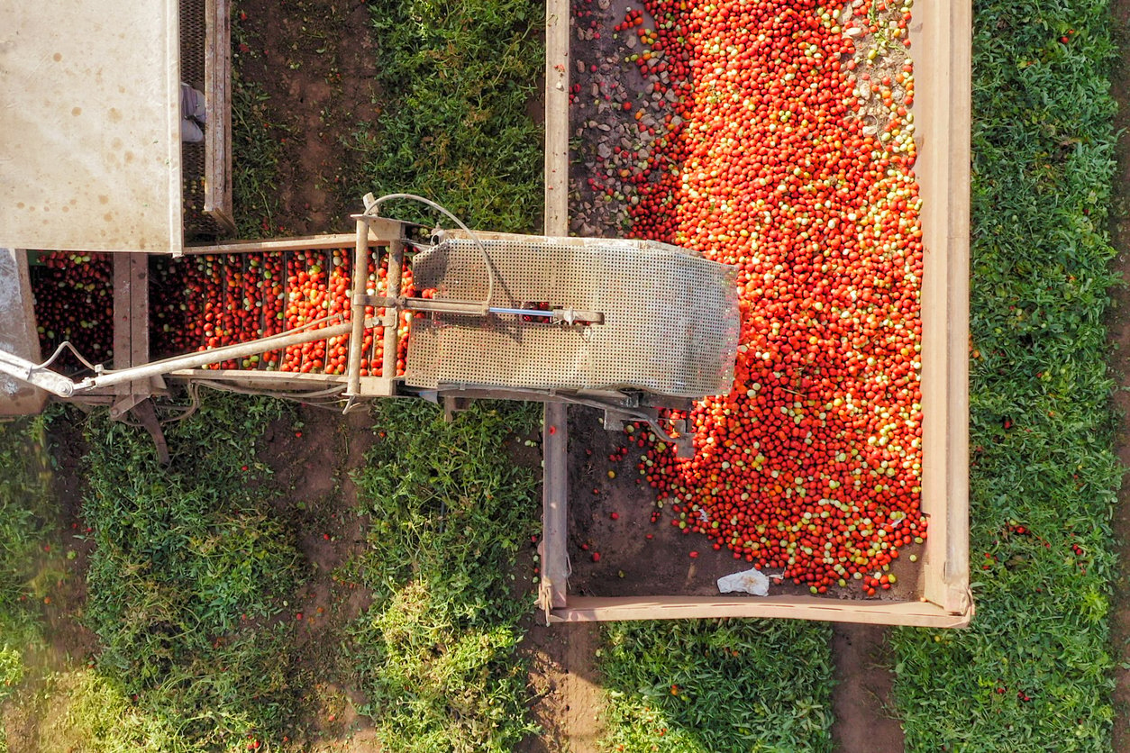 tomato  harvest machinery