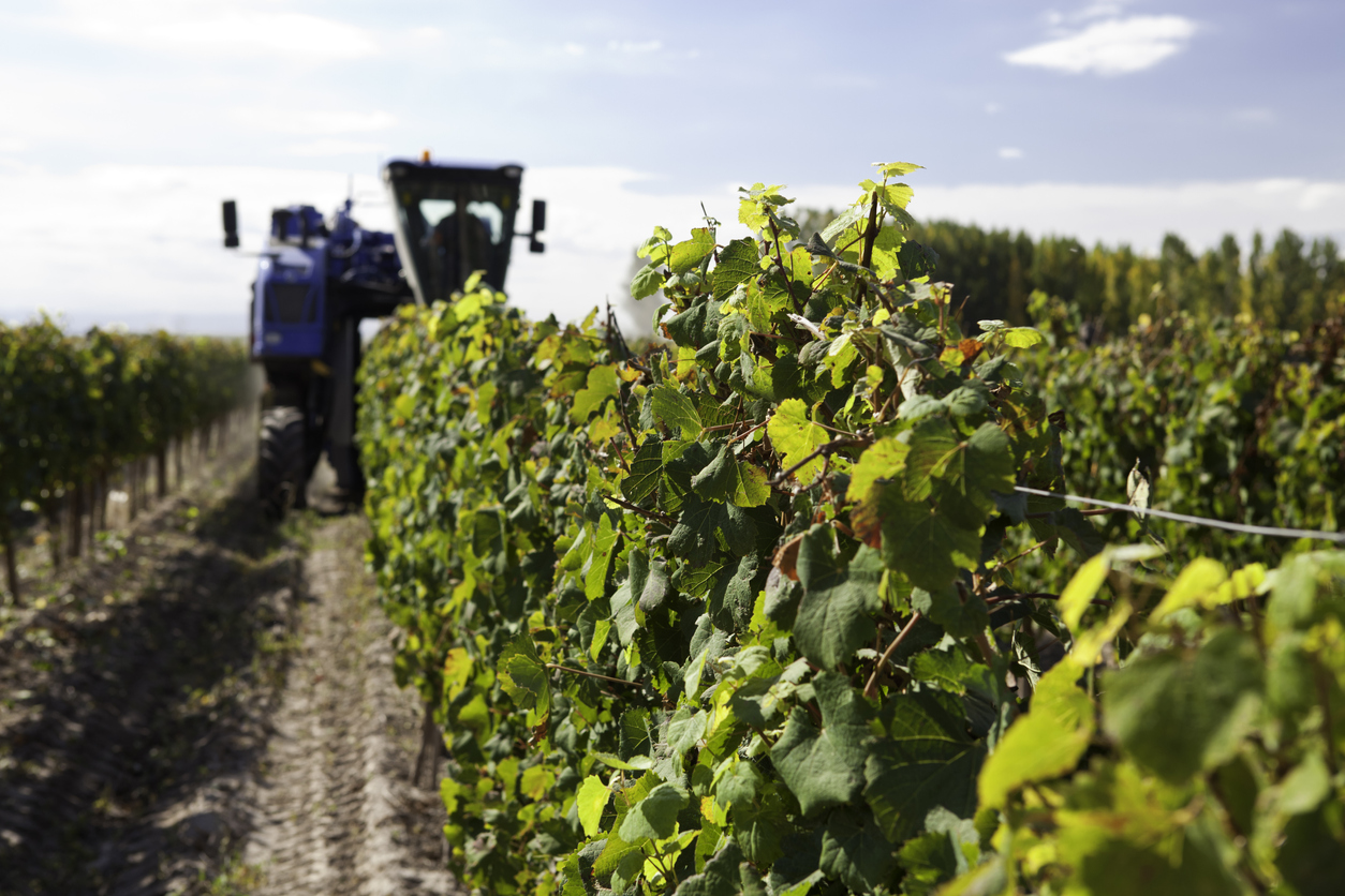tractor_in_vineyard