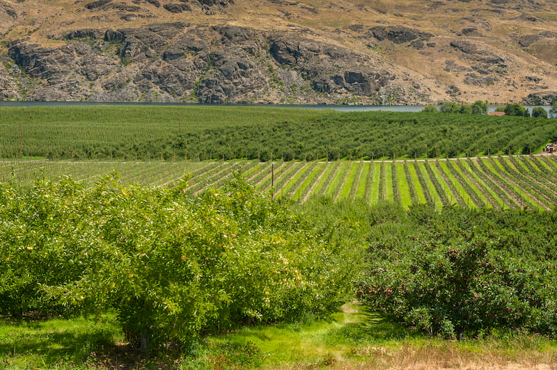 washington apple orchard