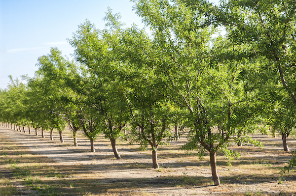 young almond orchard