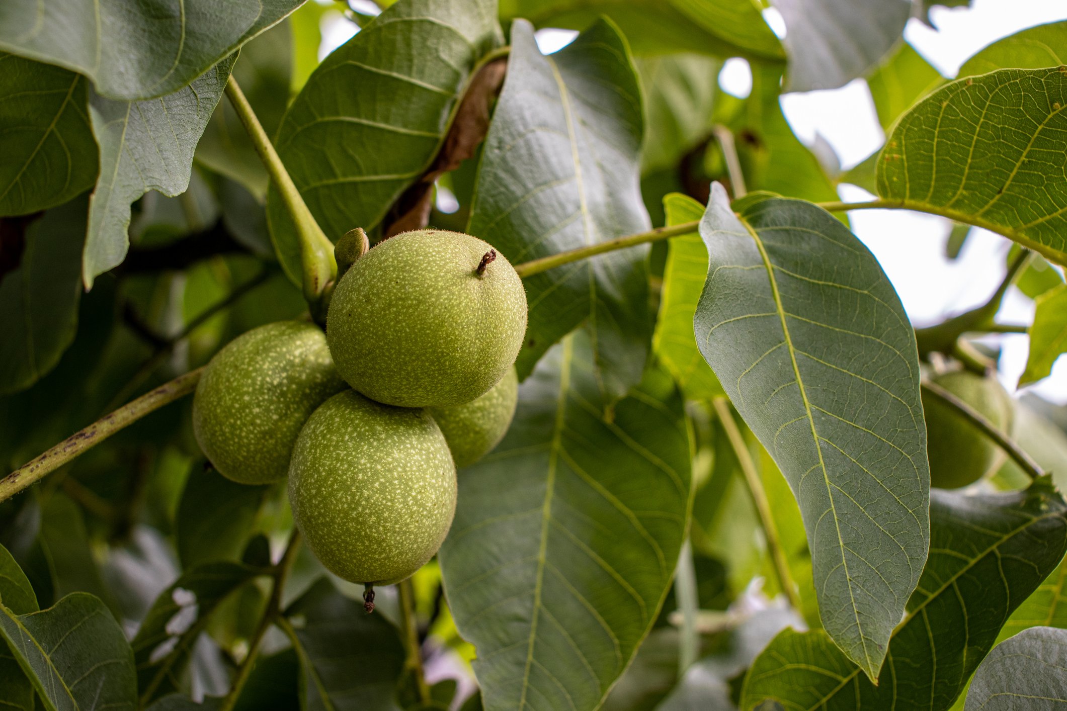 young walnuts